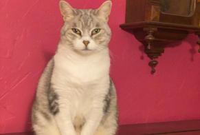 Vermisstmeldung Katze Weiblich, 12 jahre Nébian Frankreich