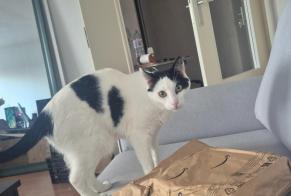Vermisstmeldung Katze rassenmischung Weiblich, 5 jahre Villecresnes Frankreich