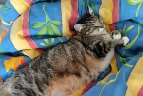 Vermisstmeldung Katze Männliche, 10 jahre Charencey Frankreich
