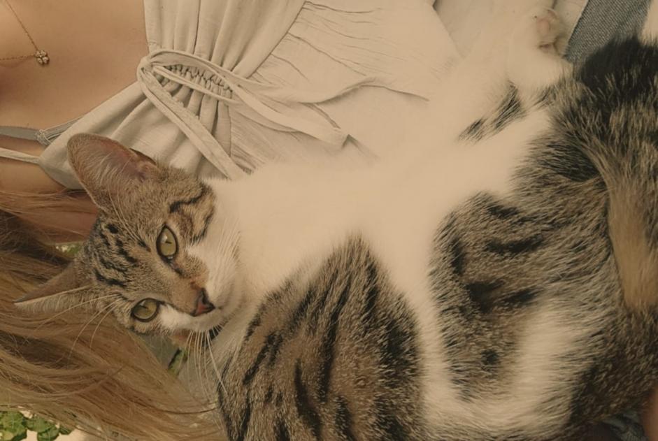 Fundmeldung Katze Männliche Dreux Frankreich