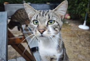 Fundmeldung Katze rassenmischung Männliche Tourneville-sur-Mer Frankreich