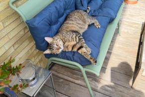 Vermisstmeldung Katze Weiblich, 6 jahre Yutz Frankreich