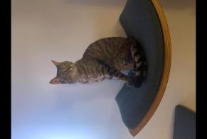 Vermisstmeldung Katze Weiblich, 6 jahre Yutz Frankreich