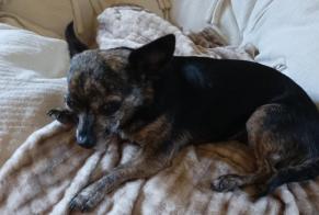 Vermisstmeldung Hund rassenmischung Weiblich, 10 jahre Rognes Frankreich