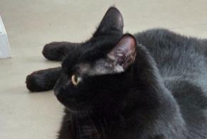 Vermisstmeldung Katze Männliche, 3 jahre Annecy Frankreich