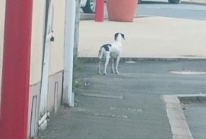 Fundmeldung Hund rassenmischung Unbekannt Cossé-le-Vivien Frankreich