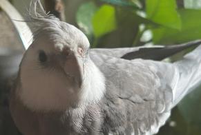 Vermisstmeldung Vogel Männliche, 2026 jahre Juvisy-sur-Orge Frankreich