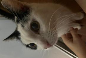 Fundmeldung Katze Unbekannt Marseille Frankreich