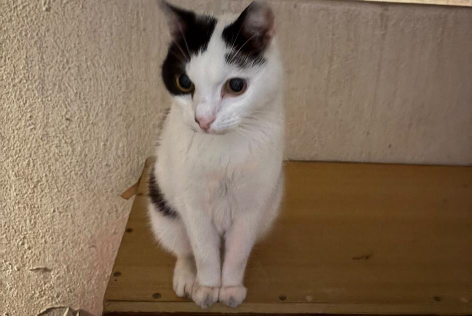 Fundmeldung Katze Unbekannt Marseille Frankreich