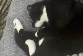 Vermisstmeldung Katze Weiblich, 2 jahre Romanswiller Frankreich