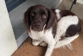 Vermisstmeldung Hund Männliche, 4 jahre Écully Frankreich