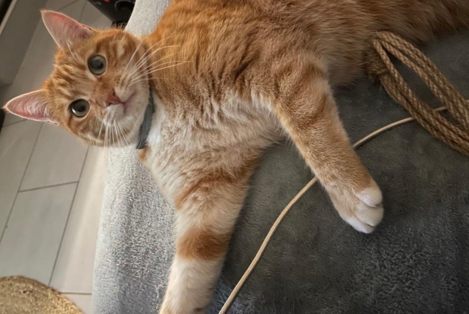 Vermisstmeldung Katze rassenmischung Weiblich , 1 jahre Plaine-d'Argenson Frankreich