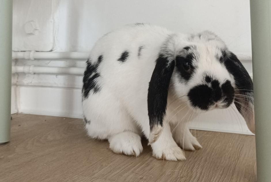 Fundmeldung Hase Unbekannt Villeneuve-d'Ascq Frankreich