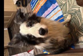 Vermisstmeldung Hund Männliche, 3 jahre Saint-Félix-de-Rieutord Frankreich