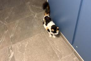 Fundmeldung Katze rassenmischung Unbekannt, 4 Jahre Poisy Frankreich