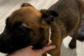 Fundmeldung Hund Weiblich Coublevie Frankreich
