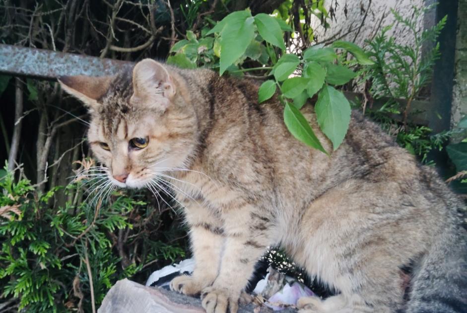 Fundmeldung Katze rassenmischung Weiblich Bourg-Beaudouin Frankreich