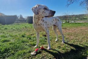 Vermisstmeldung Hund Männliche, 5 jahre Nice Frankreich