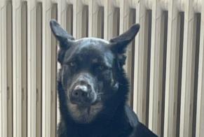 Vermisstmeldung Hund rassenmischung Weiblich, 3 jahre Nice Frankreich
