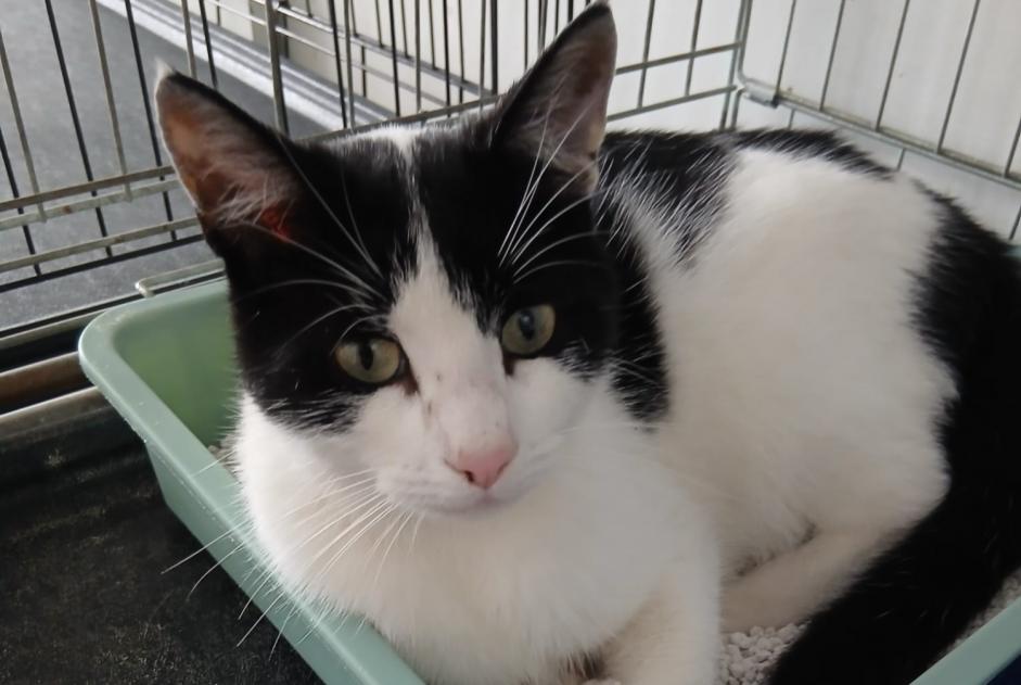 Fundmeldung Katze Männliche Vernouillet Frankreich