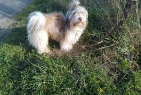 Vermisstmeldung Hund Männliche, 2 jahre Cournonterral Frankreich