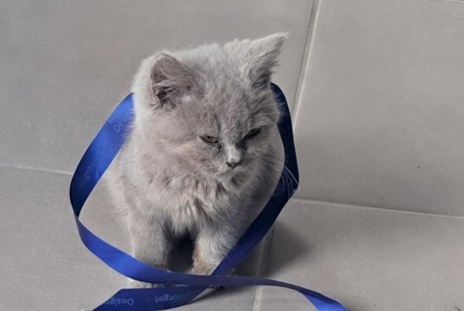 Fundmeldung Katze rassenmischung Weiblich Soyaux Frankreich