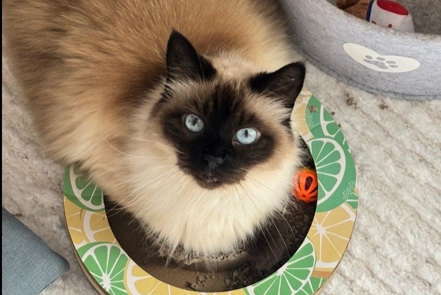 Vermisstmeldung Katze rassenmischung Weiblich , 14 jahre Marseille Frankreich