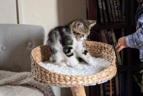 Vermisstmeldung Katze rassenmischung Männliche, 0 jahre Le Petit-Quevilly Frankreich