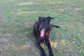 Fundmeldung Hund Weiblich Saint-Laurent-la-Vernède Frankreich