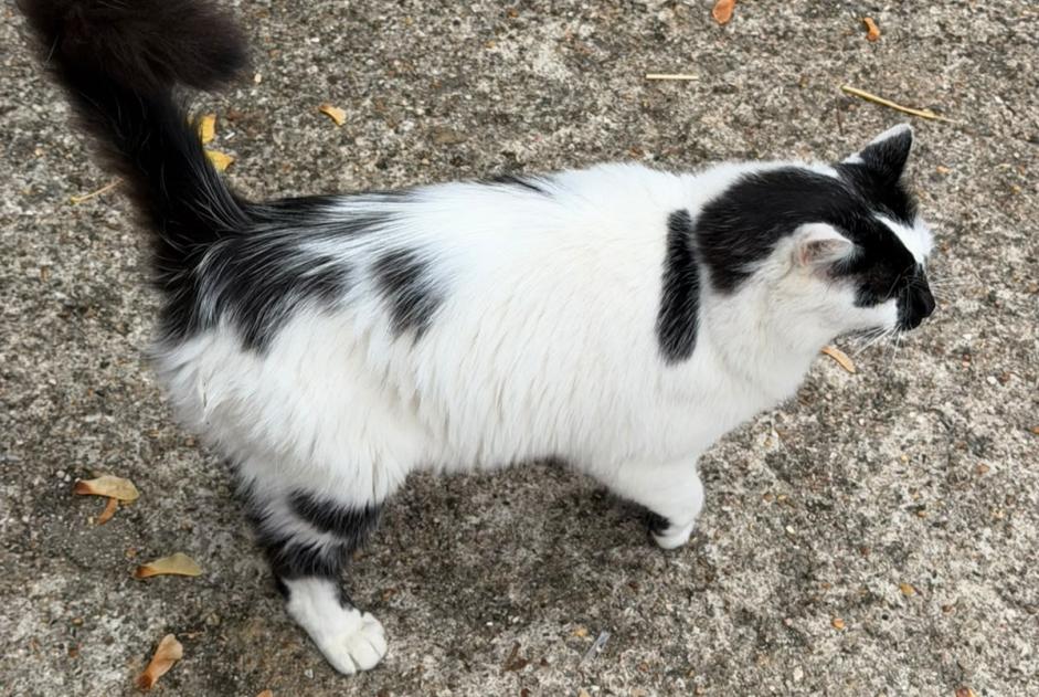 Fundmeldung Katze rassenmischung Unbekannt Gif-sur-Yvette Frankreich