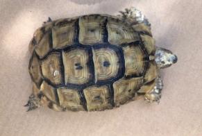 Fundmeldung Schildkröte Unbekannt Os-Marsillon Frankreich