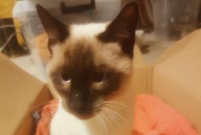 Fundmeldung Katze Männliche Saint-Alban-Leysse Frankreich