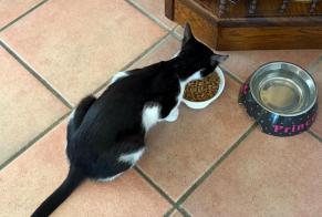 Vermisstmeldung Katze Weiblich, 2 jahre La Bridoire Frankreich