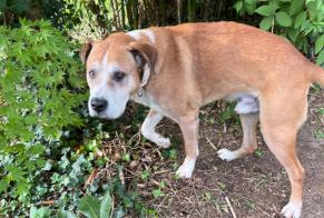 Fundmeldung Hund Männliche Vascœuil Frankreich