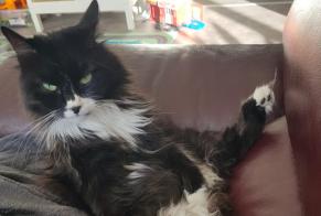 Vermisstmeldung Katze rassenmischung Männliche, 5 jahre Épinay-sur-Orge Frankreich