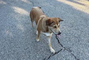 Fundmeldung Hund rassenmischung Weiblich Plan-d'Aups-Sainte-Baume Frankreich