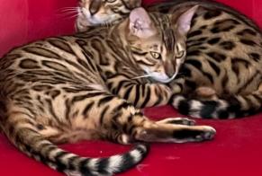 Vermisstmeldung Katze Weiblich, 4 jahre Pontacq Frankreich