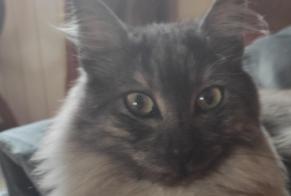Vermisstmeldung Katze Männliche, 4 jahre Lille Frankreich