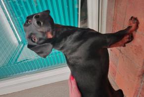 Fundmeldung Hund Männliche Les Essarts-le-Roi Frankreich