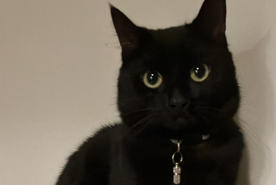 Vermisstmeldung Katze Männliche , 4 jahre Lille Frankreich