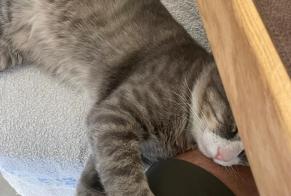 Vermisstmeldung Katze Männliche, 2 jahre Laval Frankreich