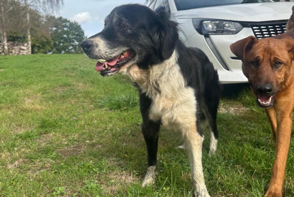 Fundmeldung Hund  Männliche Saint-Pierre-en-Auge Frankreich