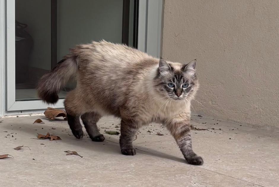 Fundmeldung Katze Weiblich Marseille Frankreich