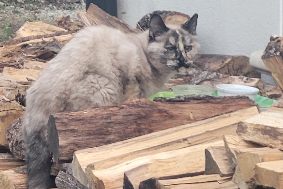 Fundmeldung Katze rassenmischung Unbekannt , 3 Jahre Bourg-Saint-Andéol Frankreich
