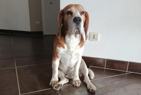 Vermisstmeldung Hund Männliche, 8 jahre Saint-Aubin-de-Médoc Frankreich
