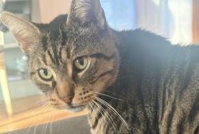 Vermisstmeldung Katze Männliche, 6 jahre Montlhéry Frankreich