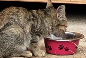 Fundmeldung Katze Unbekannt, Zwischen 1 und 3 Monaten Rochechouart Frankreich