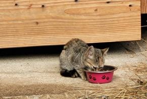 Fundmeldung Katze Unbekannt, Zwischen 1 und 3 Monaten Rochechouart Frankreich