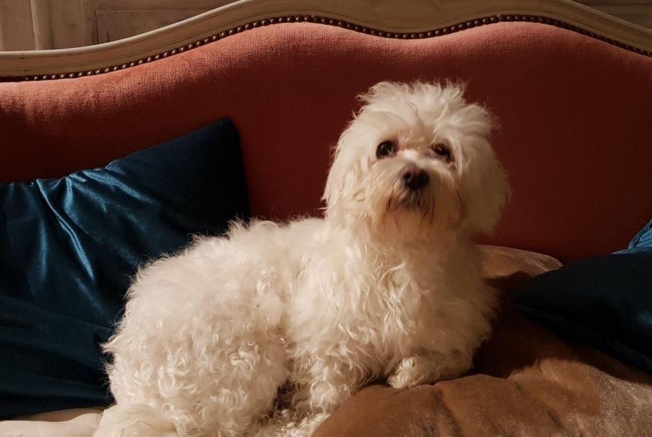 Vermisstmeldung Hund  Weiblich , 11 jahre Sainte-Anne Frankreich