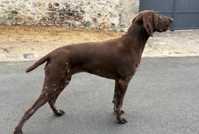 Vermisstmeldung Hund Weiblich, 5 jahre La Rochelle Frankreich